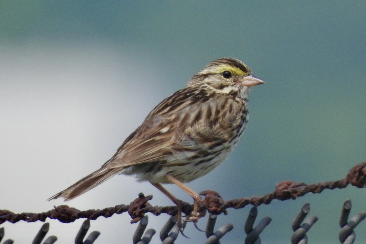 Savannah Sparrow - ML637464866