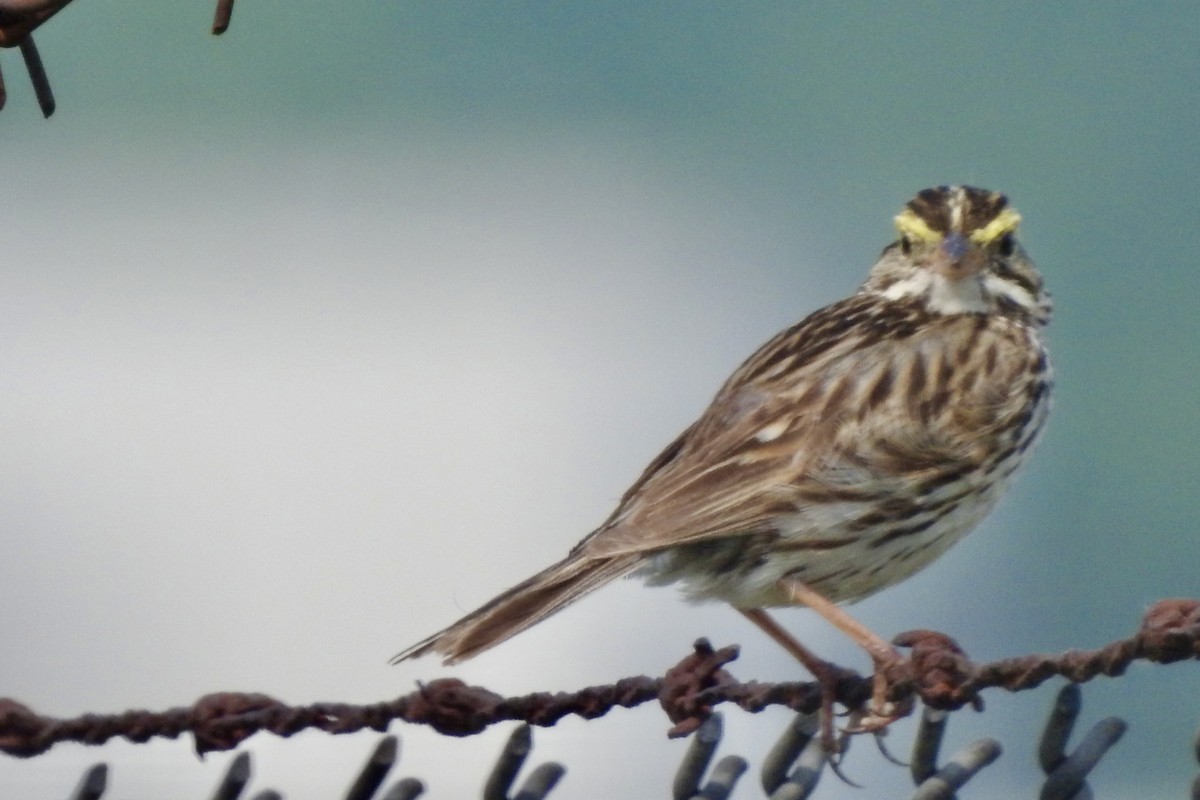 Savannah Sparrow - ML637464867
