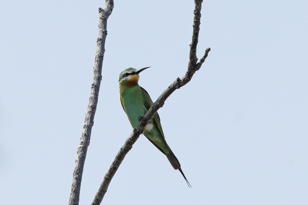 Abejaruco Persa - ML637464868