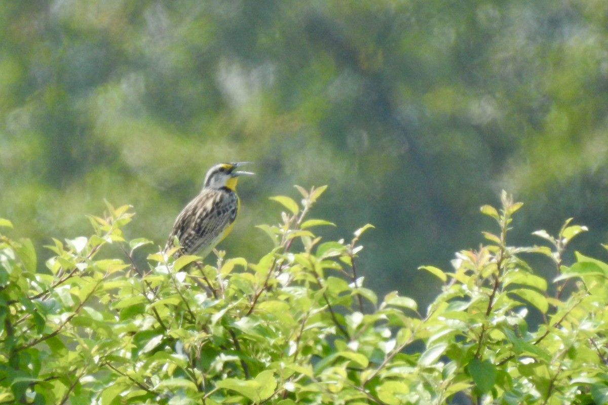 Eastern Meadowlark - ML637464872