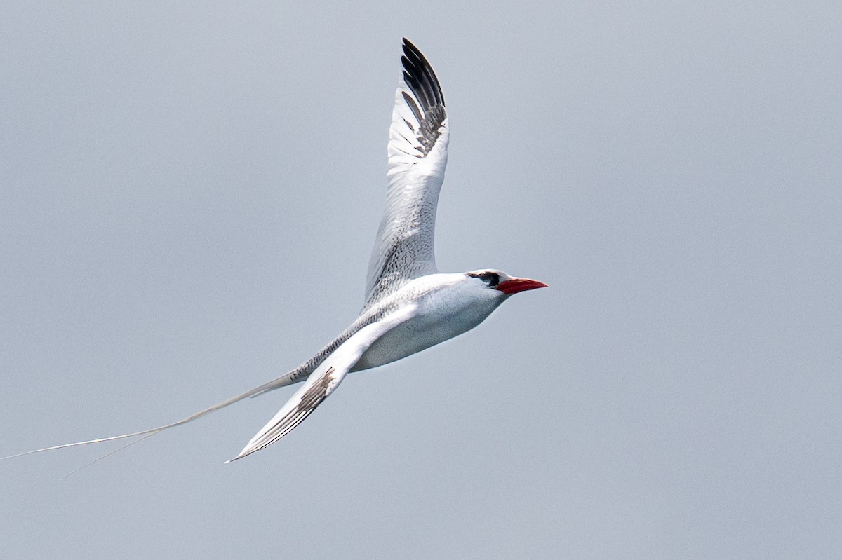 Red-billed Tropicbird - ML637464873