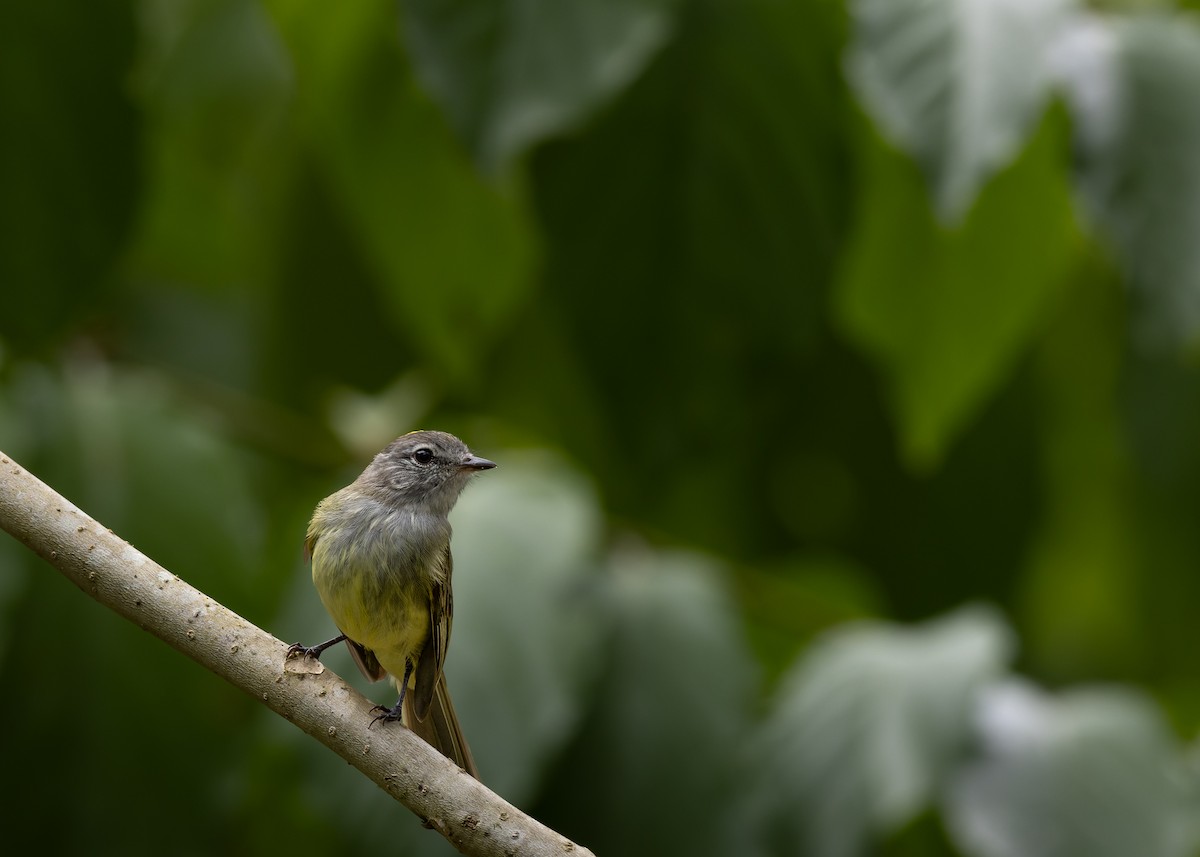 Greenish Elaenia - ML637464903