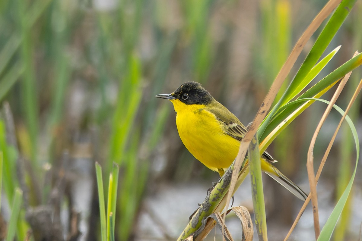 Western Yellow Wagtail (feldegg) - ML637464906