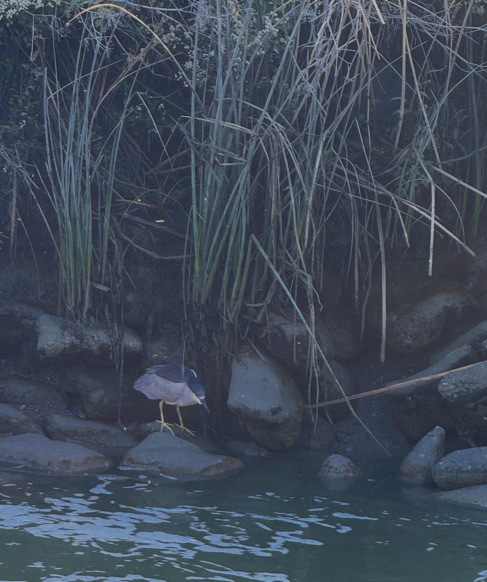 Black-crowned Night Heron - ML637465022