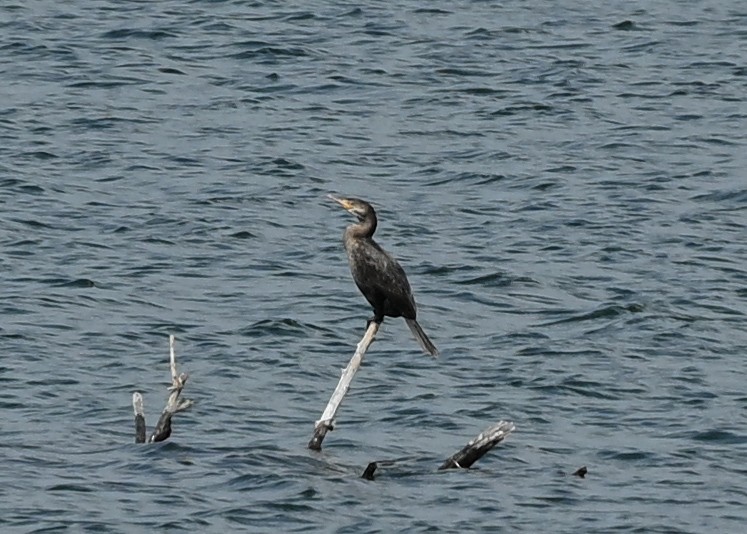 Cormoran à aigrettes ou C. vigua - ML637465026