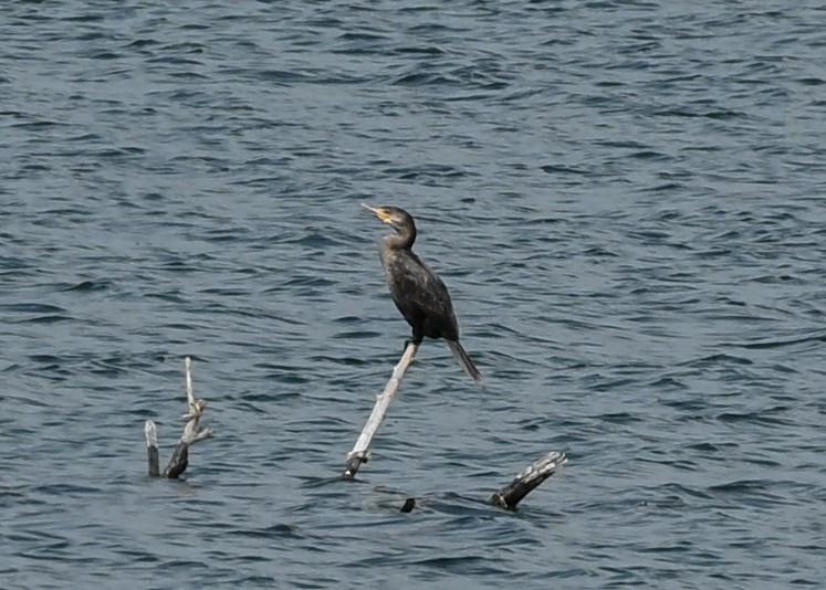 Cormoran à aigrettes ou C. vigua - ML637465027