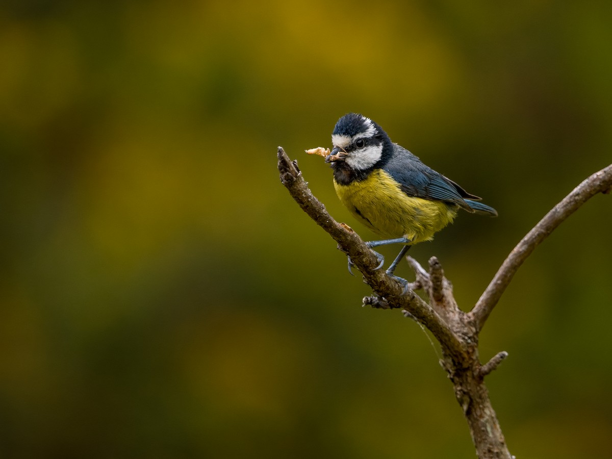 African Blue Tit - ML637465082