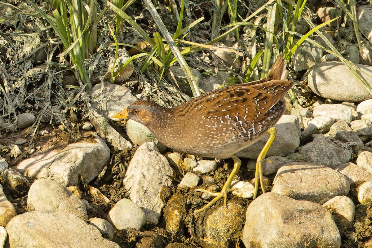 Polluela Pintoja - ML637465139