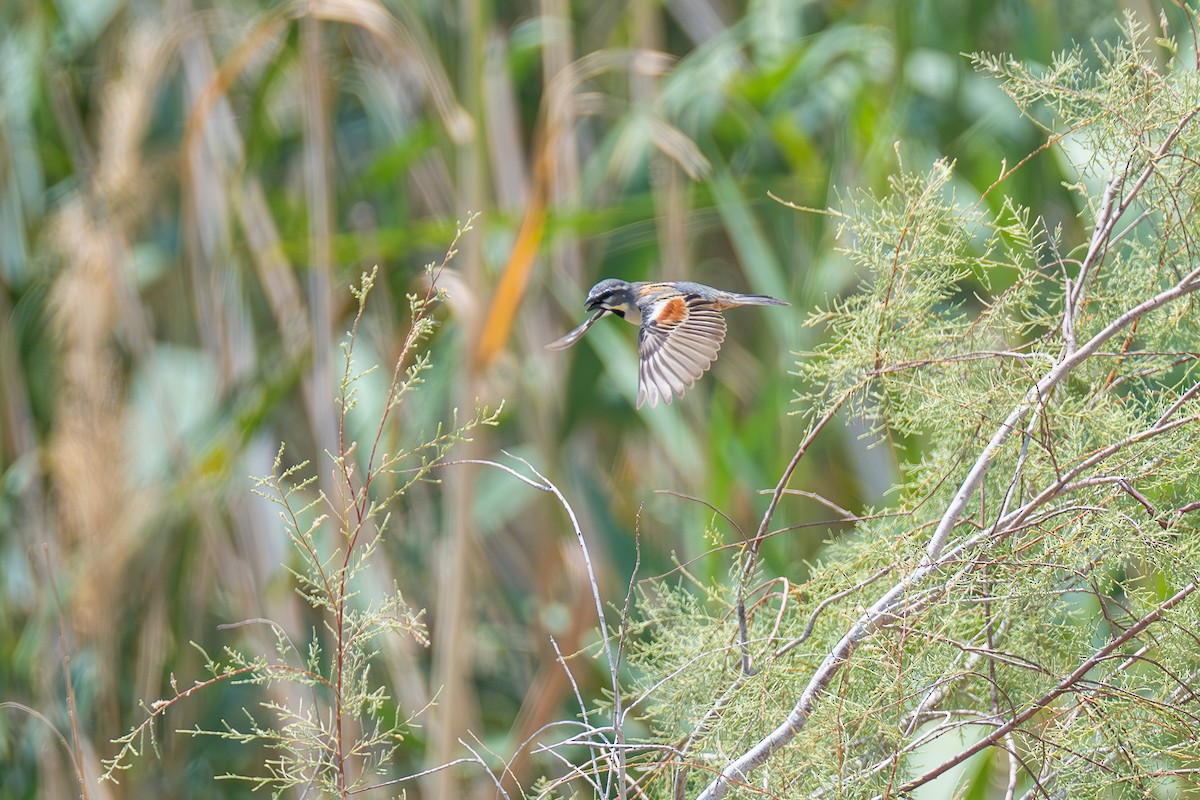 Dead Sea Sparrow - ML637465153