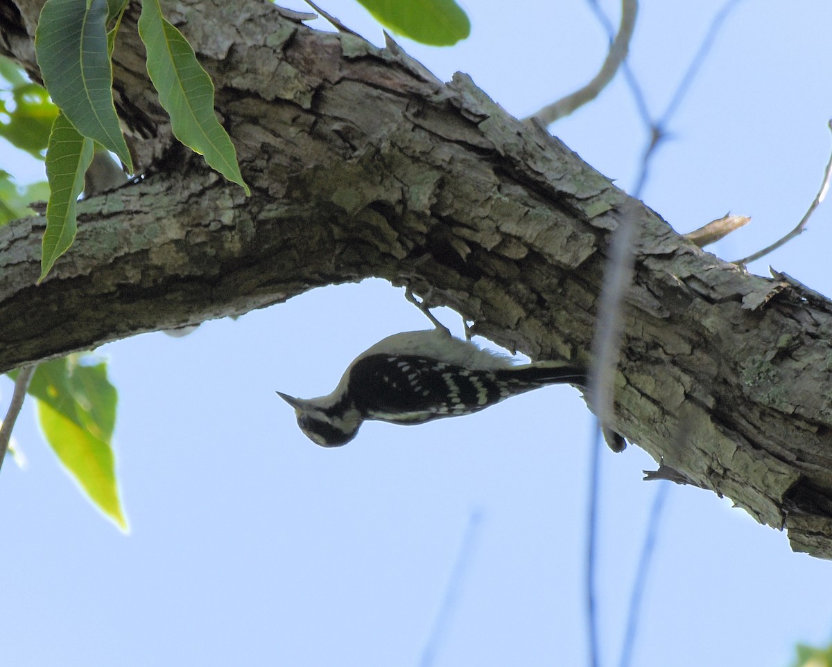 Downy Woodpecker - ML637465189
