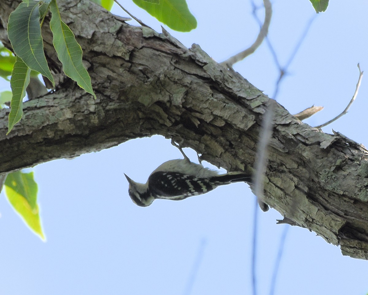 Downy Woodpecker - ML637465190