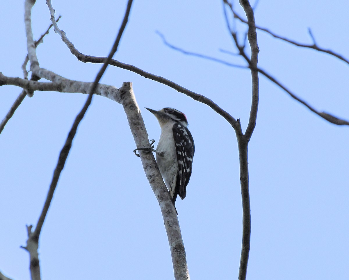 Downy Woodpecker - ML637465191