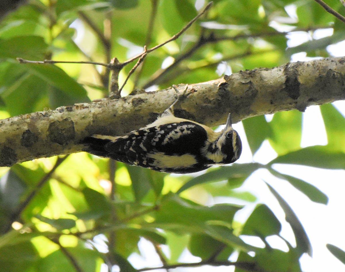 Downy Woodpecker - ML637465192