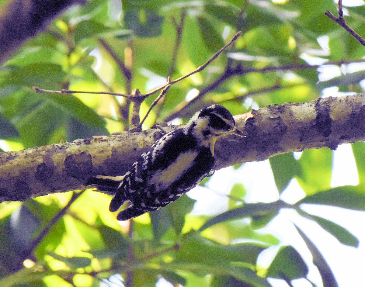 Downy Woodpecker - ML637465193