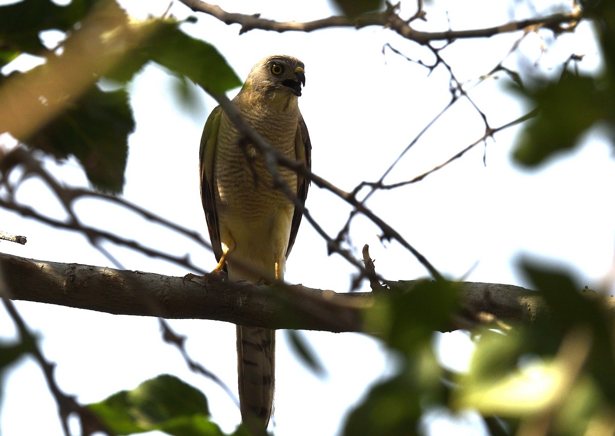 Shikra - ML637465232