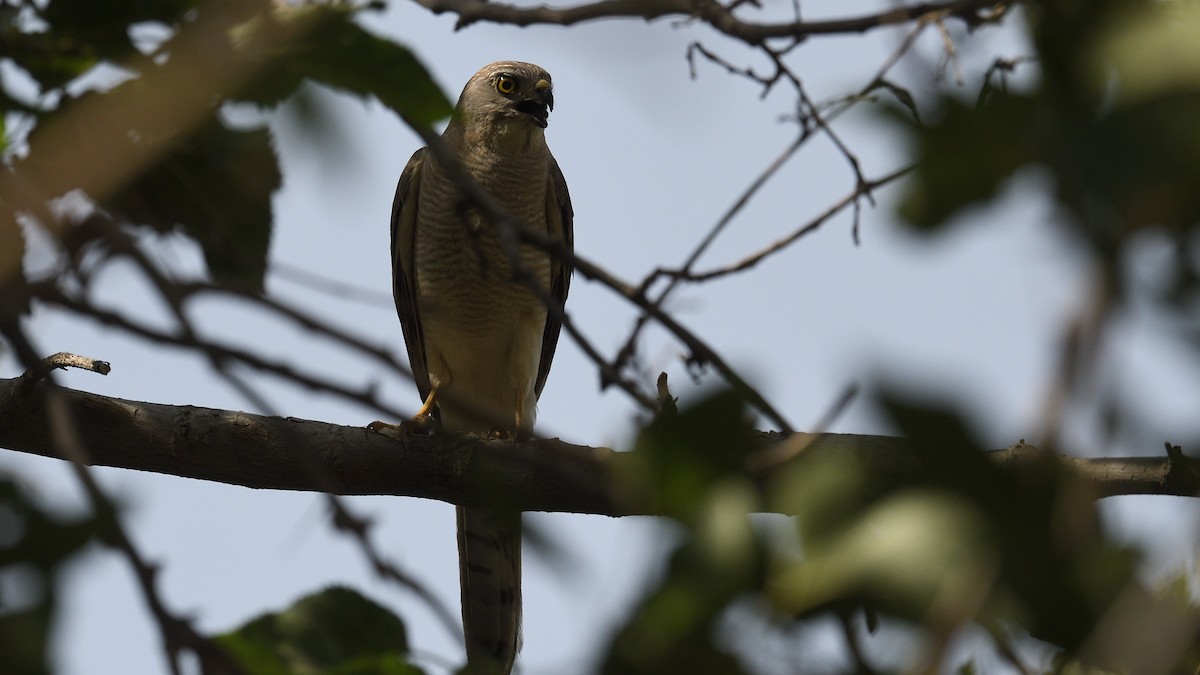 Shikra - ML637465233