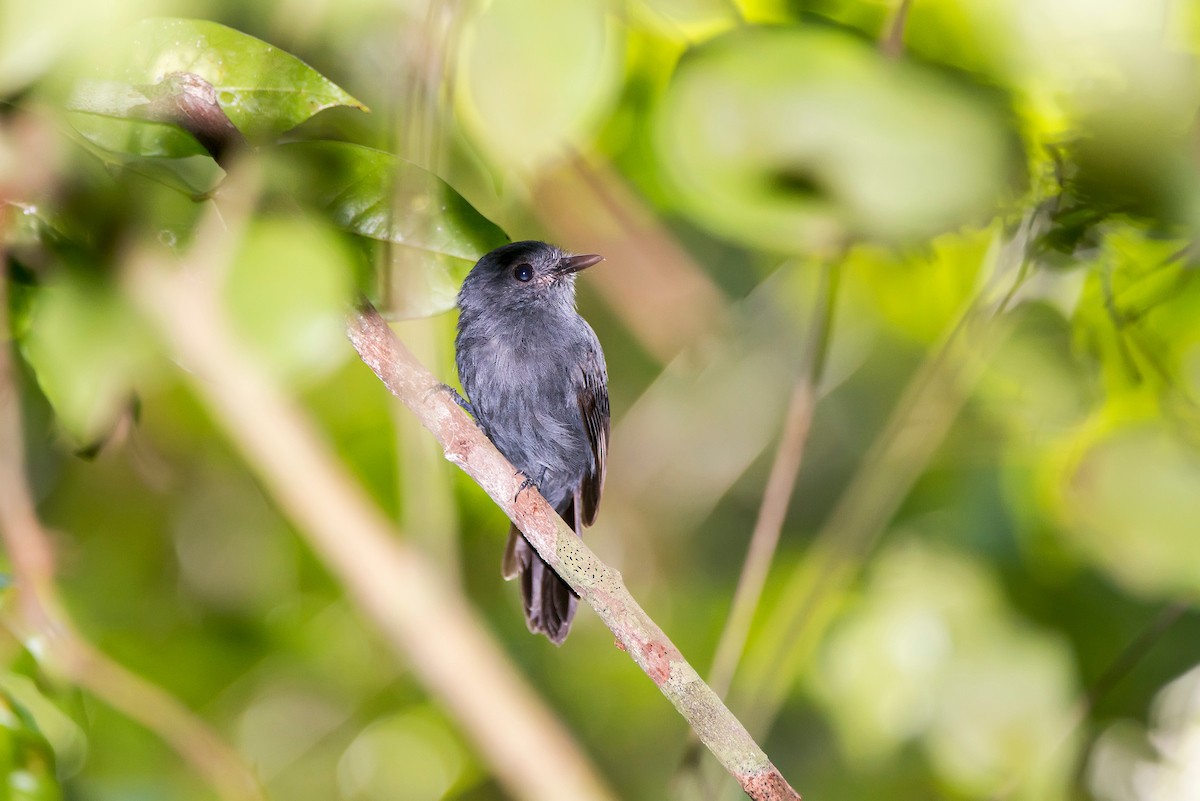 Cinereous Antshrike - ML63746531