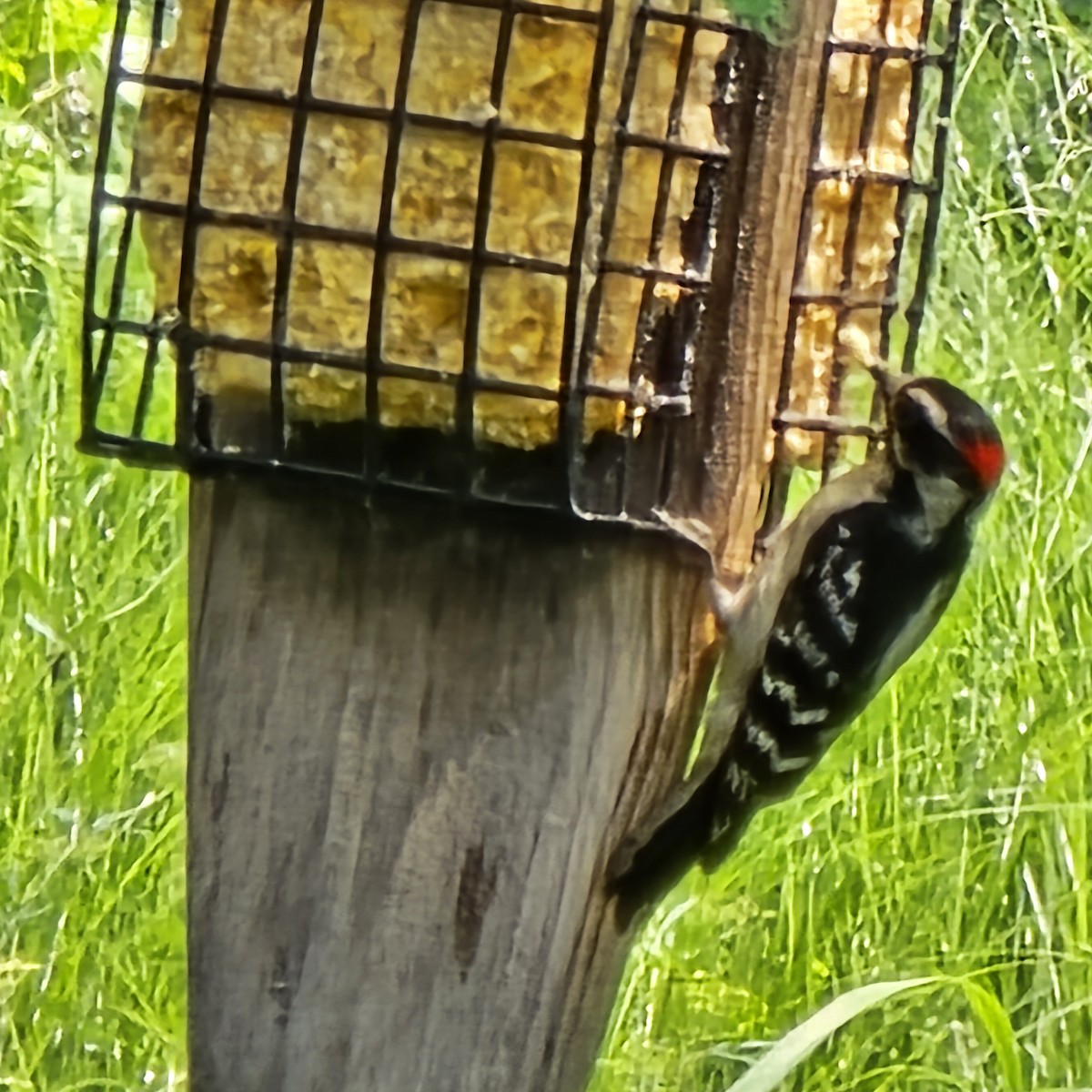 Downy Woodpecker - ML637465375