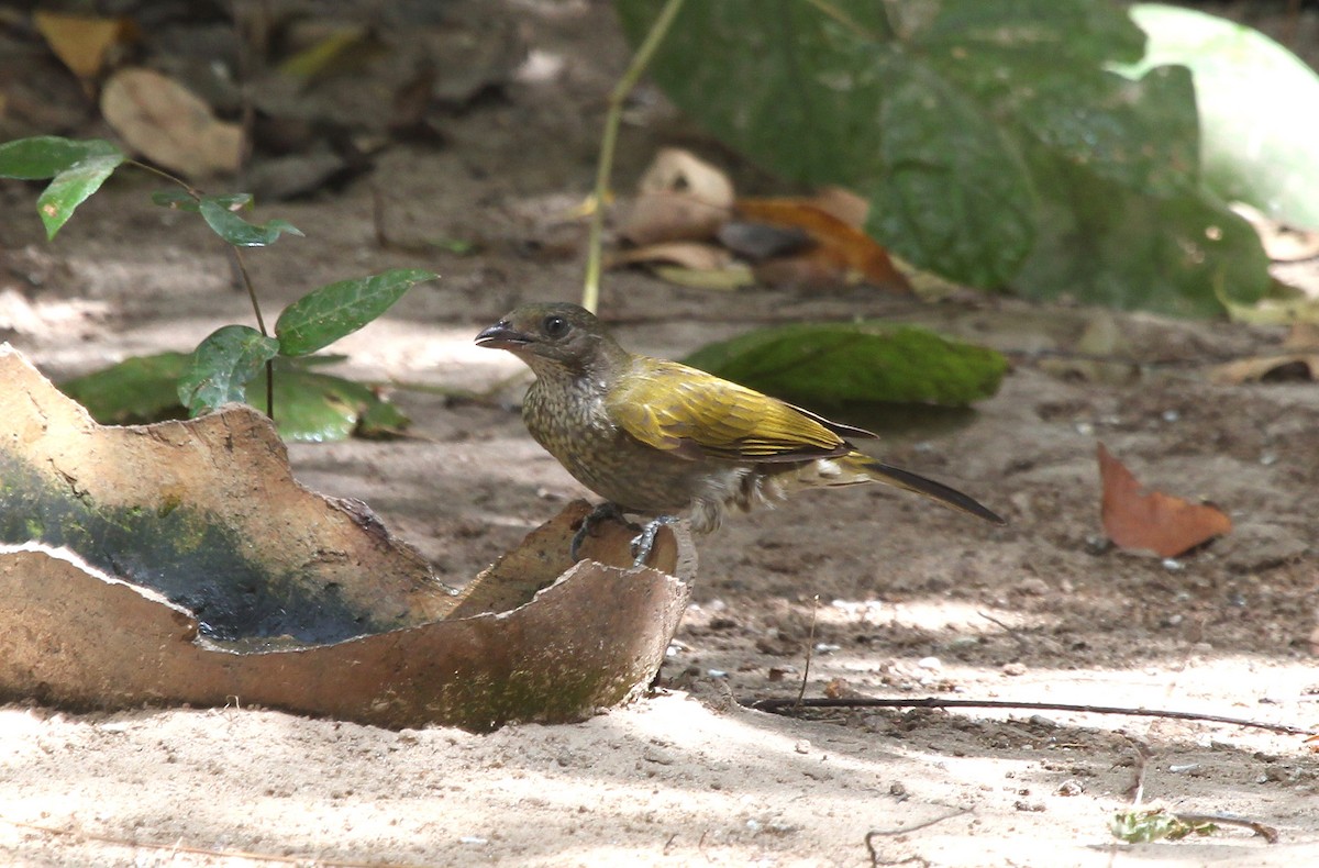 Spotted Honeyguide - ML637465382