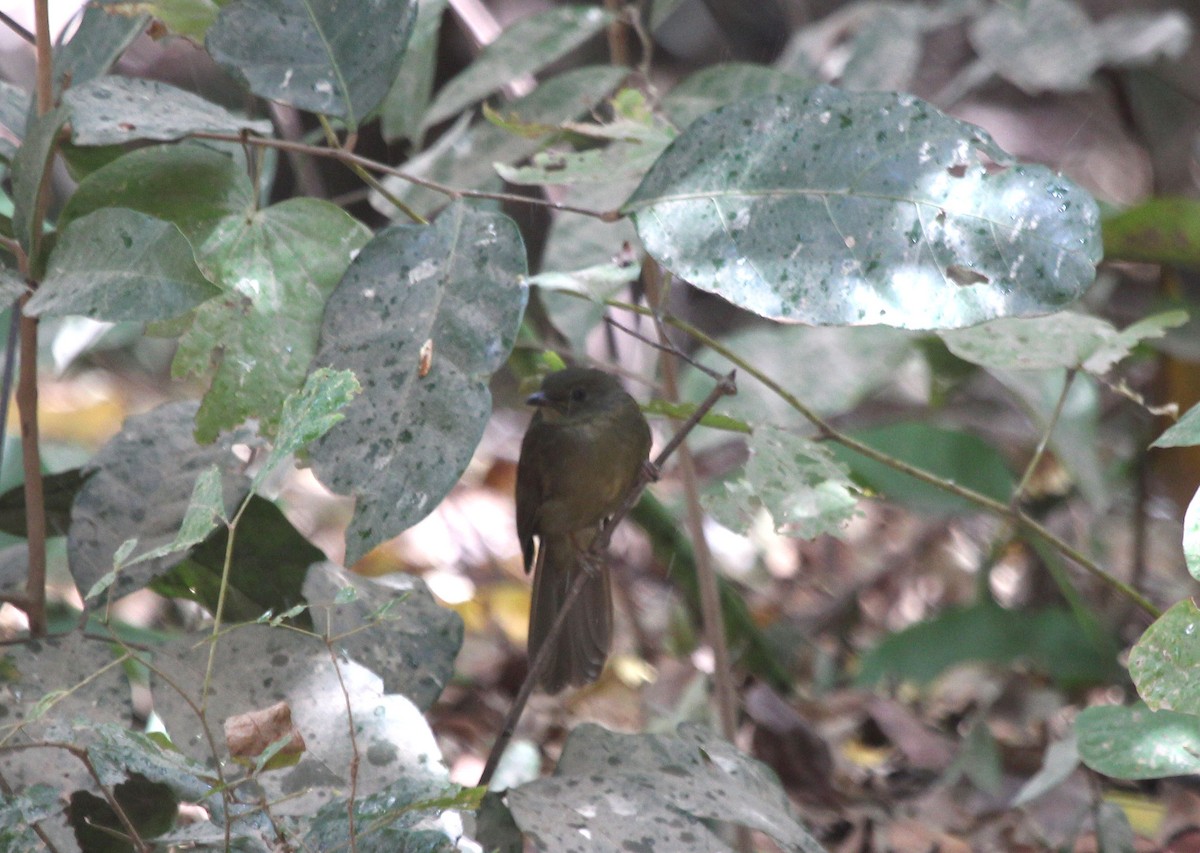 Bulbul verdâtre - ML637465385