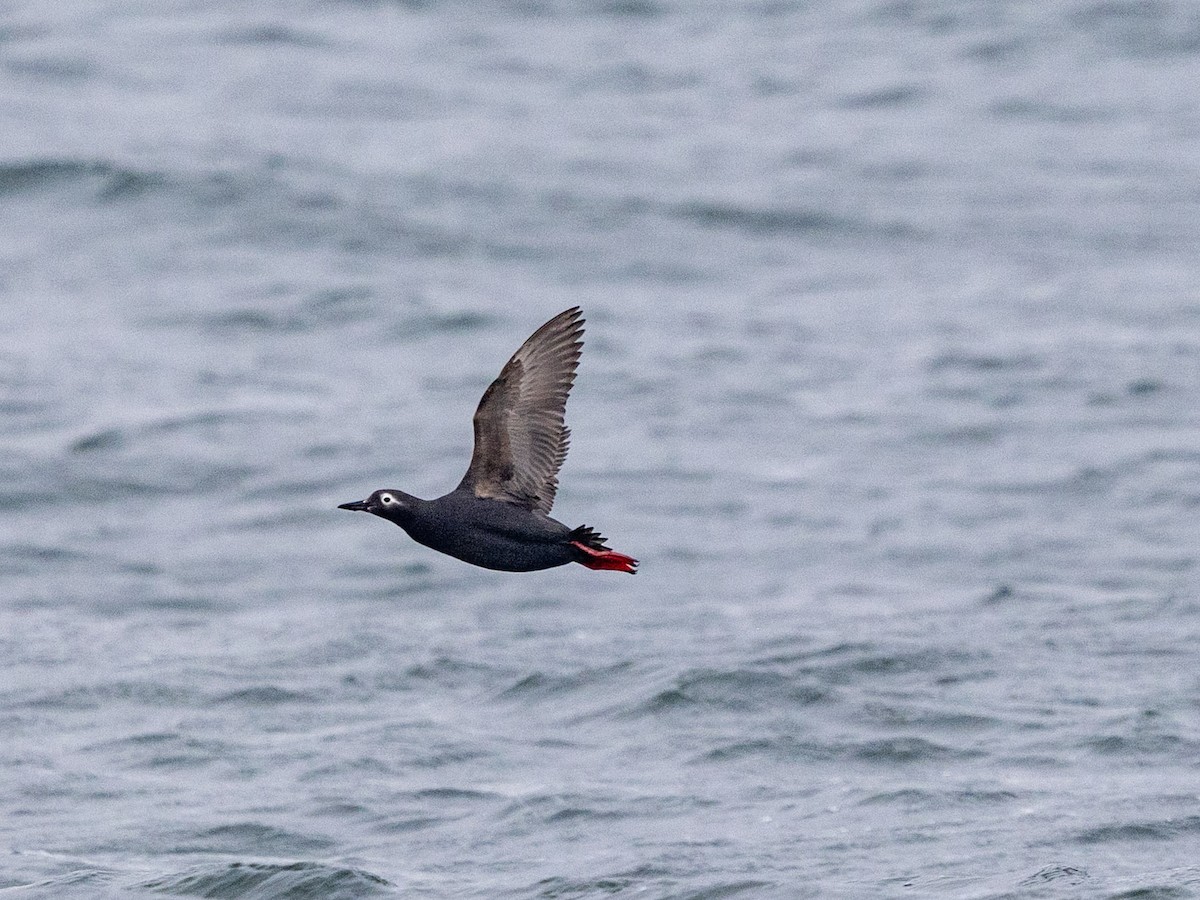 Spectacled Guillemot - ML637465419