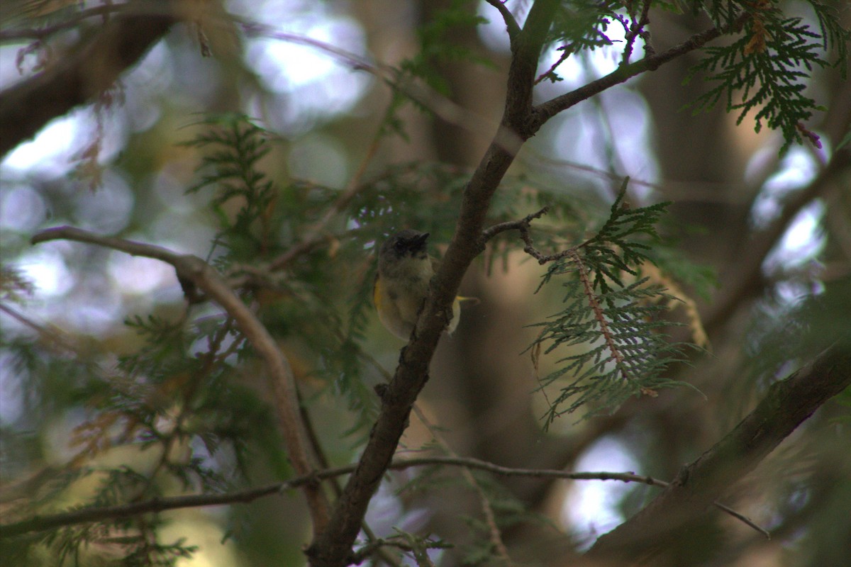 American Redstart - ML637465432