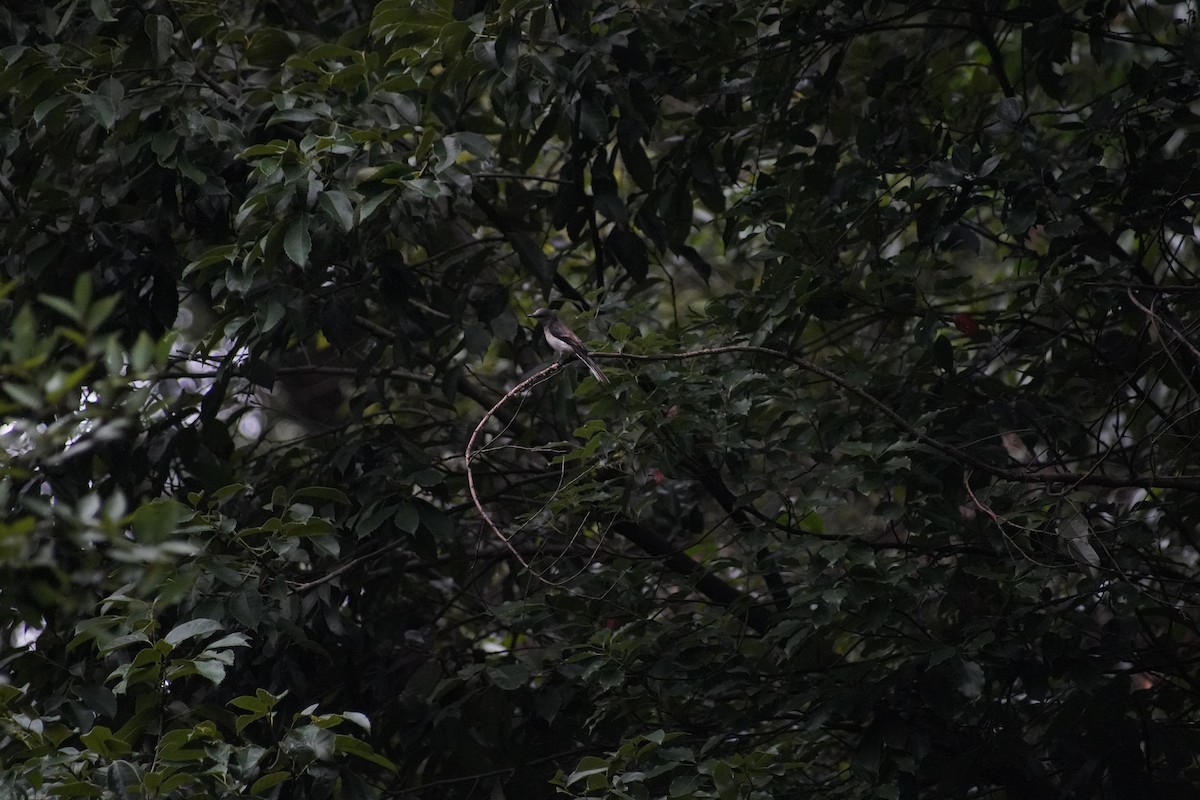 Brown-rumped Minivet - ML637465451