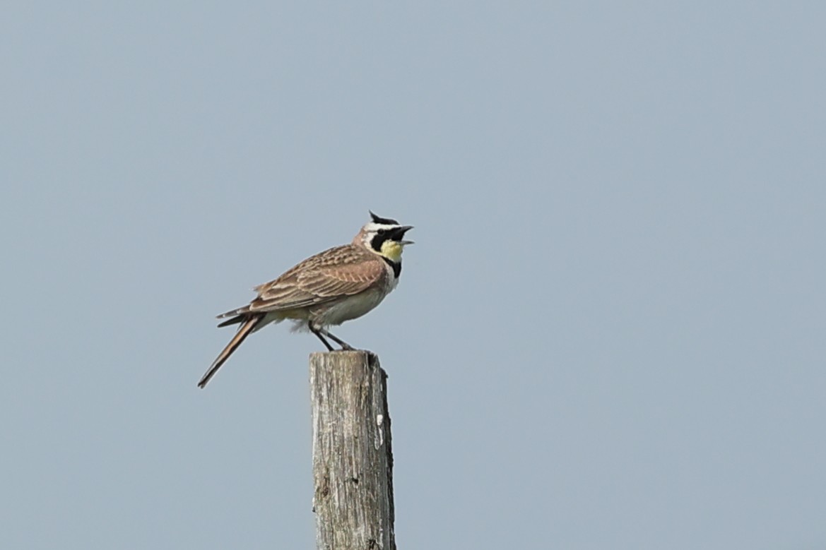Horned Lark - ML637465475