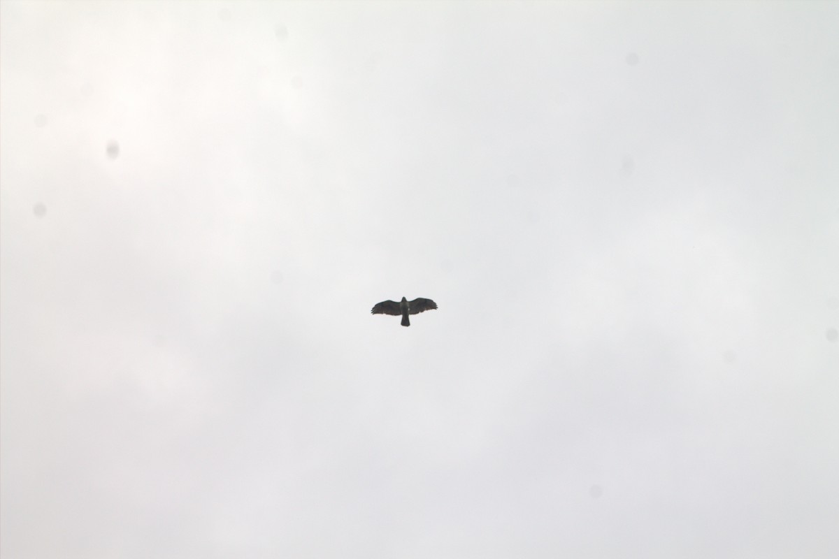 Red-tailed Hawk - ML637465482
