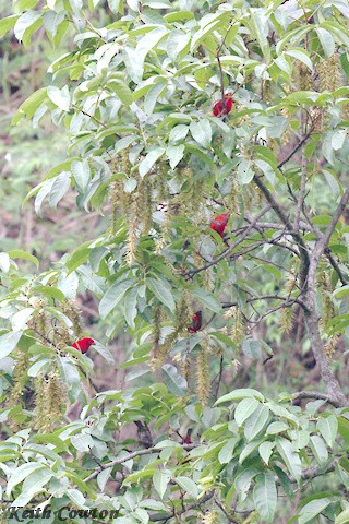 Scarlet Finch - ML637465511