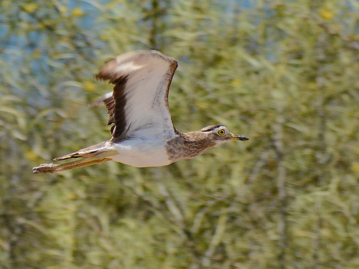 Double-striped Thick-knee - ML637465515