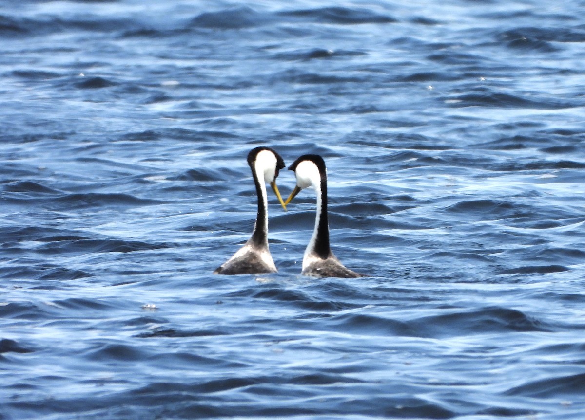 Western Grebe - ML637465565