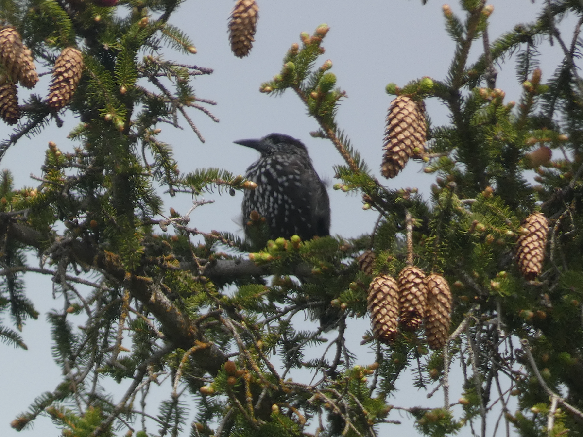 Northern Nutcracker - ML637465566