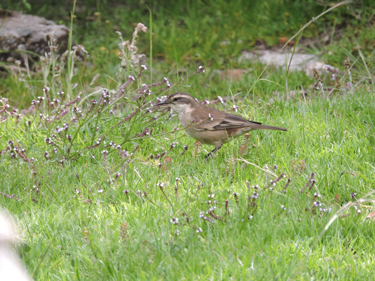 White-winged Cinclodes - ML637465567