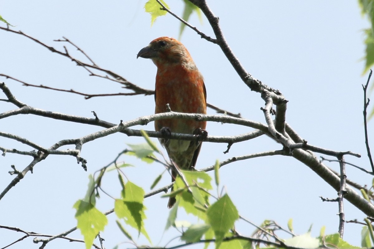 Red Crossbill - ML637465569