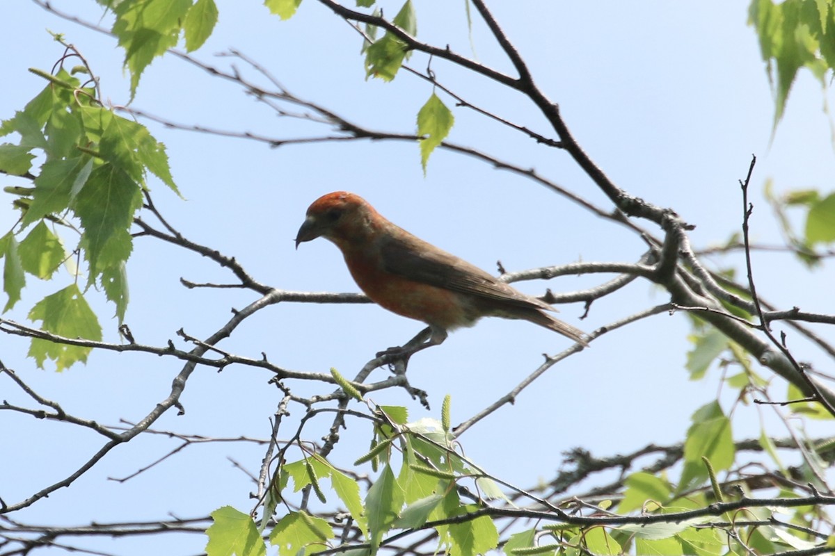 Red Crossbill - ML637465570