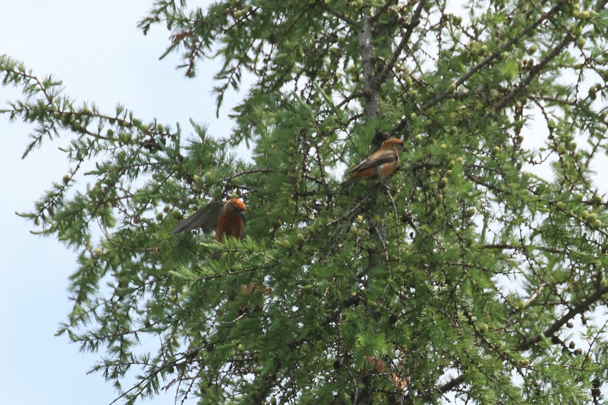 Red Crossbill - ML637465571