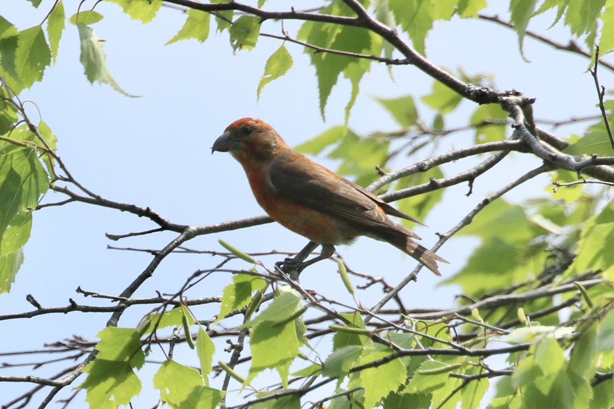 Red Crossbill - ML637465572