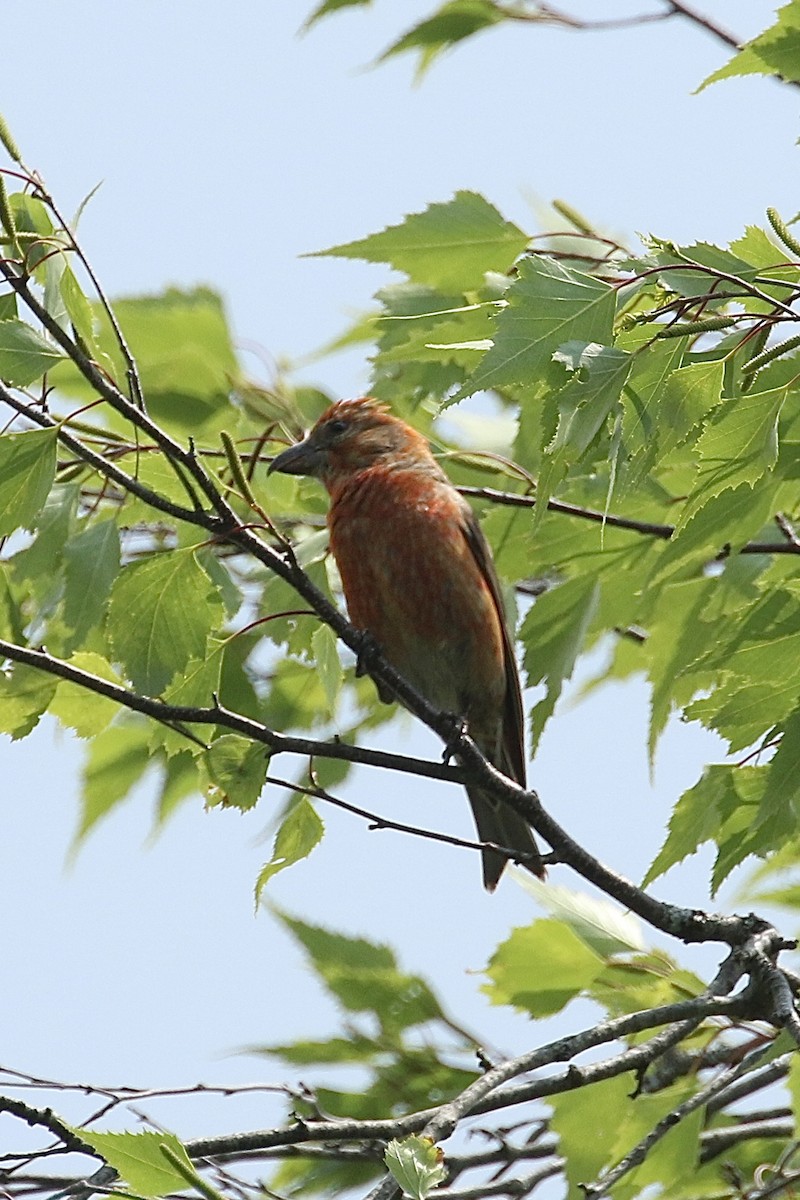 Red Crossbill - ML637465573