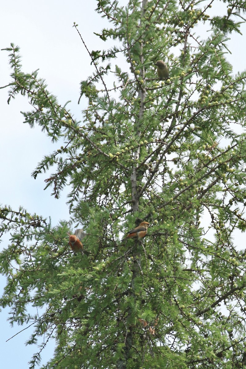 Red Crossbill - ML637465574