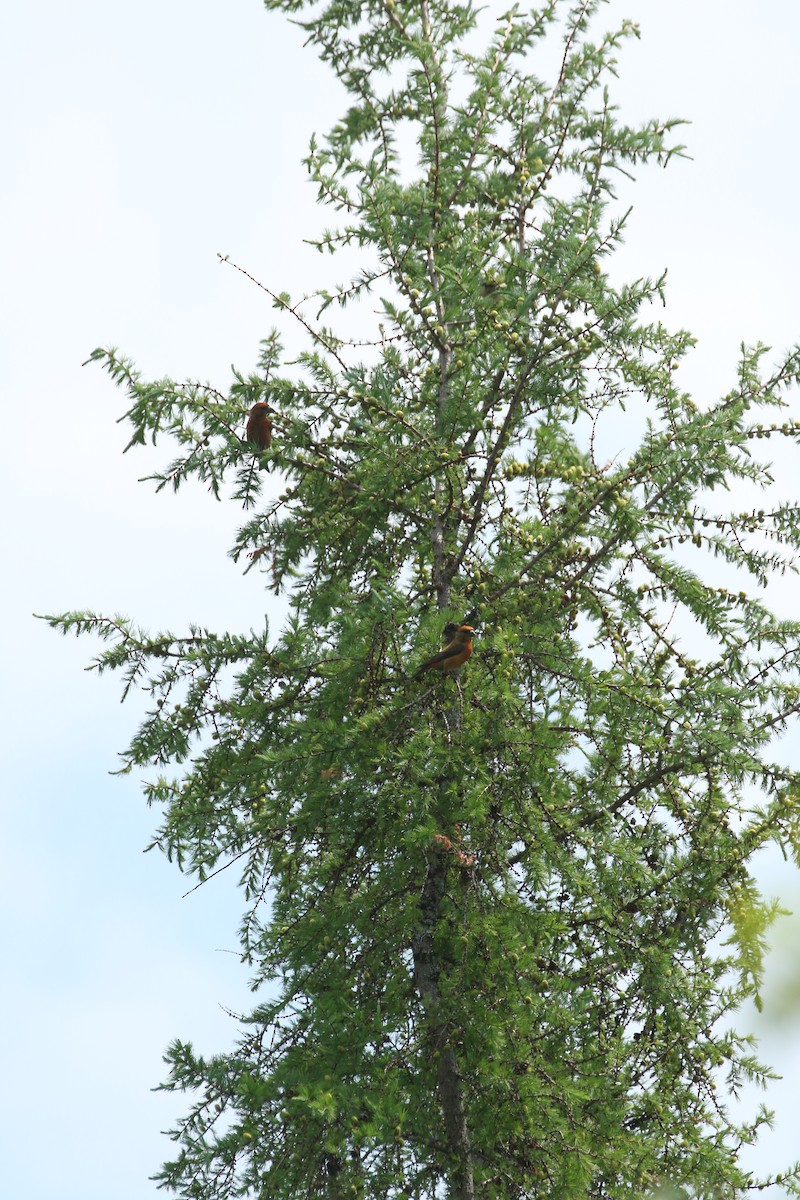 Red Crossbill - ML637465575