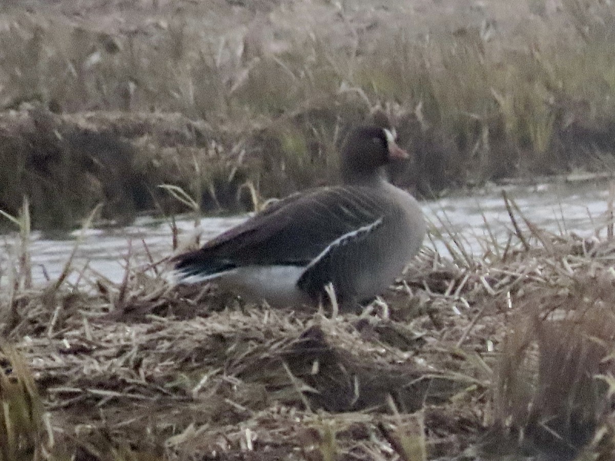 Lesser White-fronted Goose - ML637465592