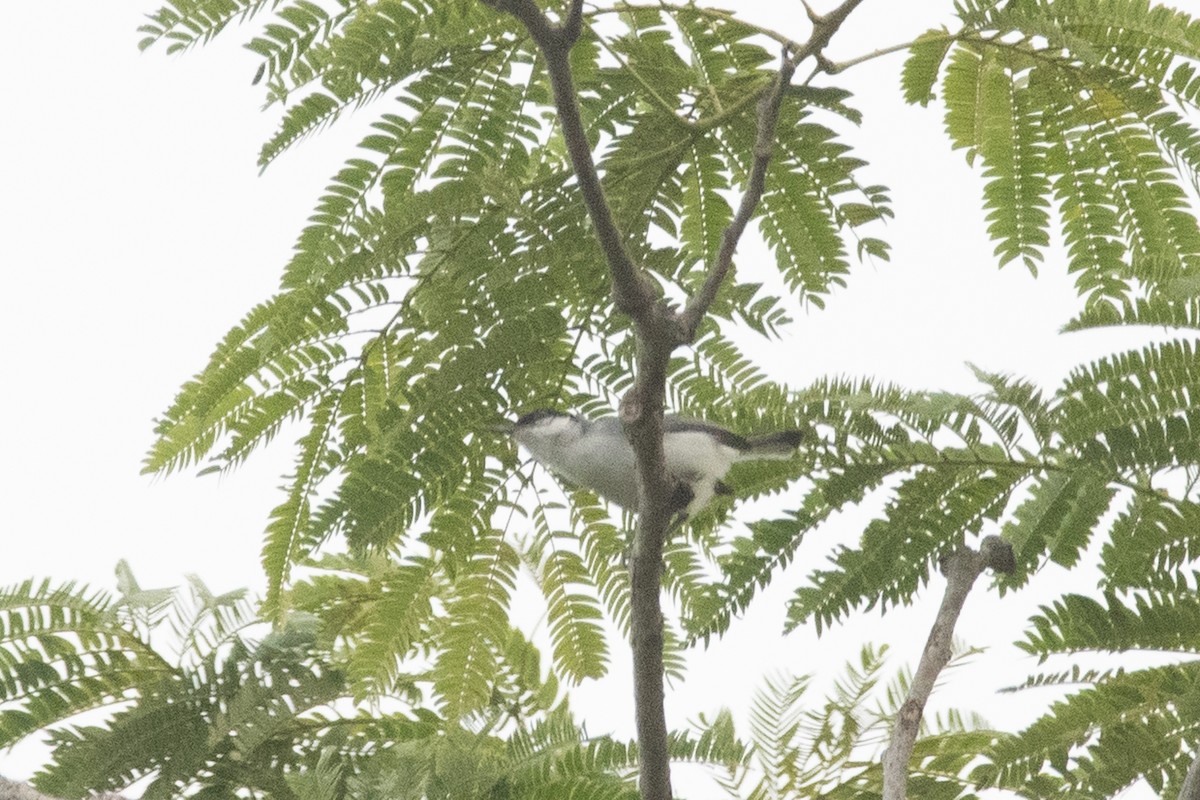 White-lored Gnatcatcher - ML637465694