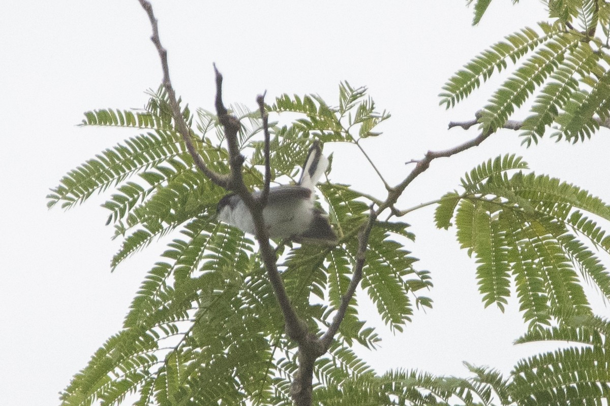 White-lored Gnatcatcher - ML637465695