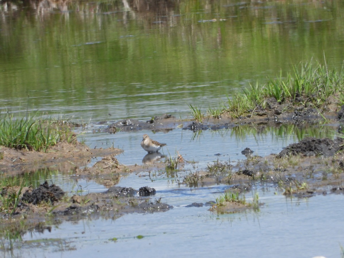 Temminck's Stint - ML637465704