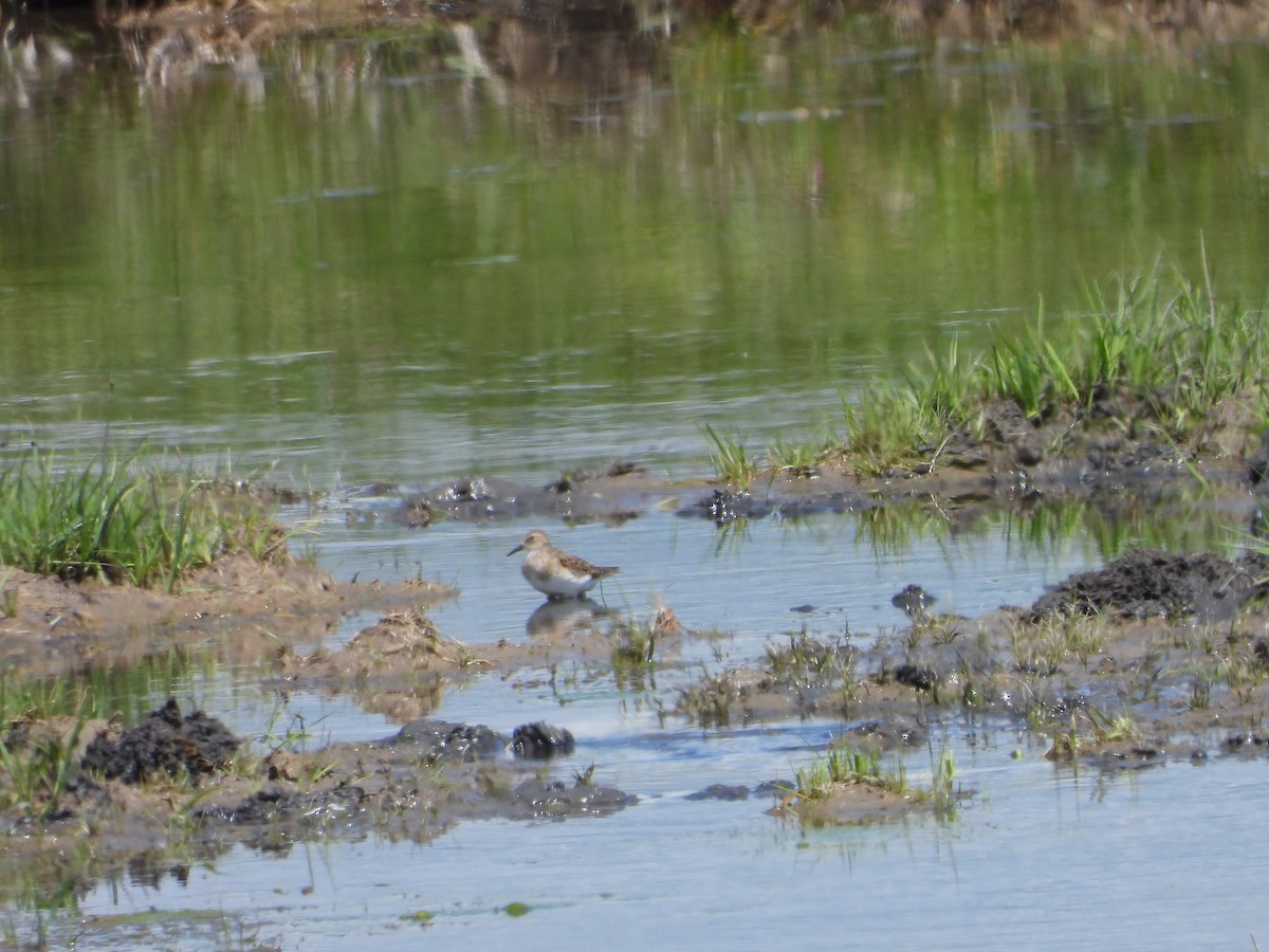 Temminck's Stint - ML637465710
