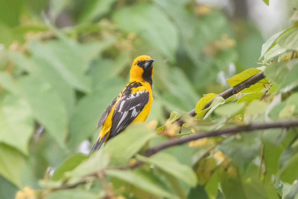 Streak-backed Oriole - ML637465715