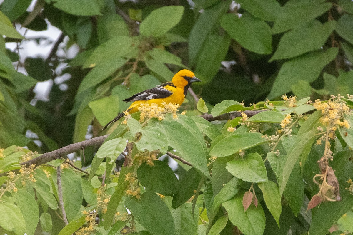 Streak-backed Oriole - ML637465716