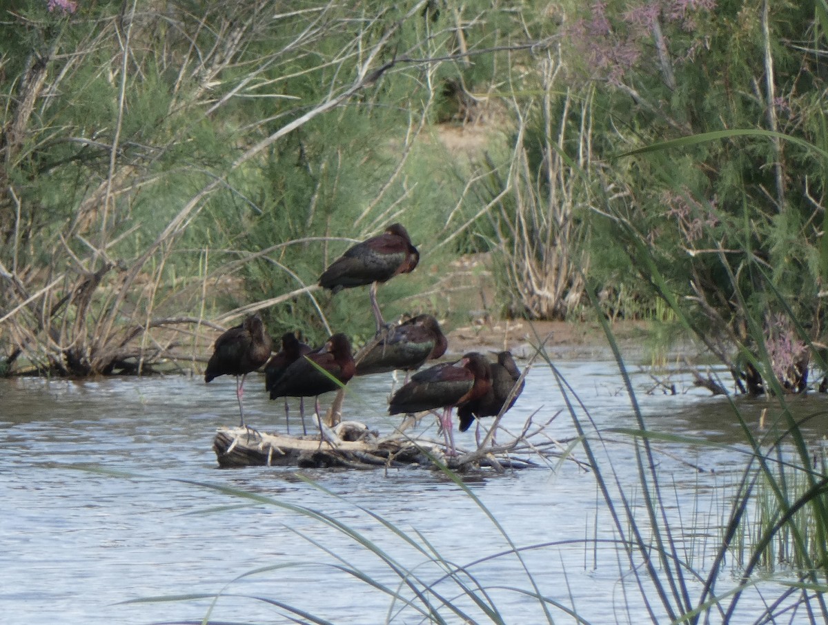 White-faced Ibis - ML637465757