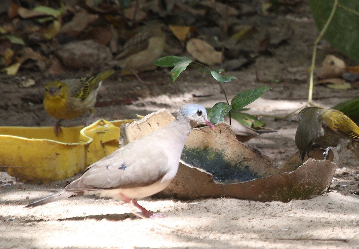 Blue-spotted Wood-Dove - ML637465766